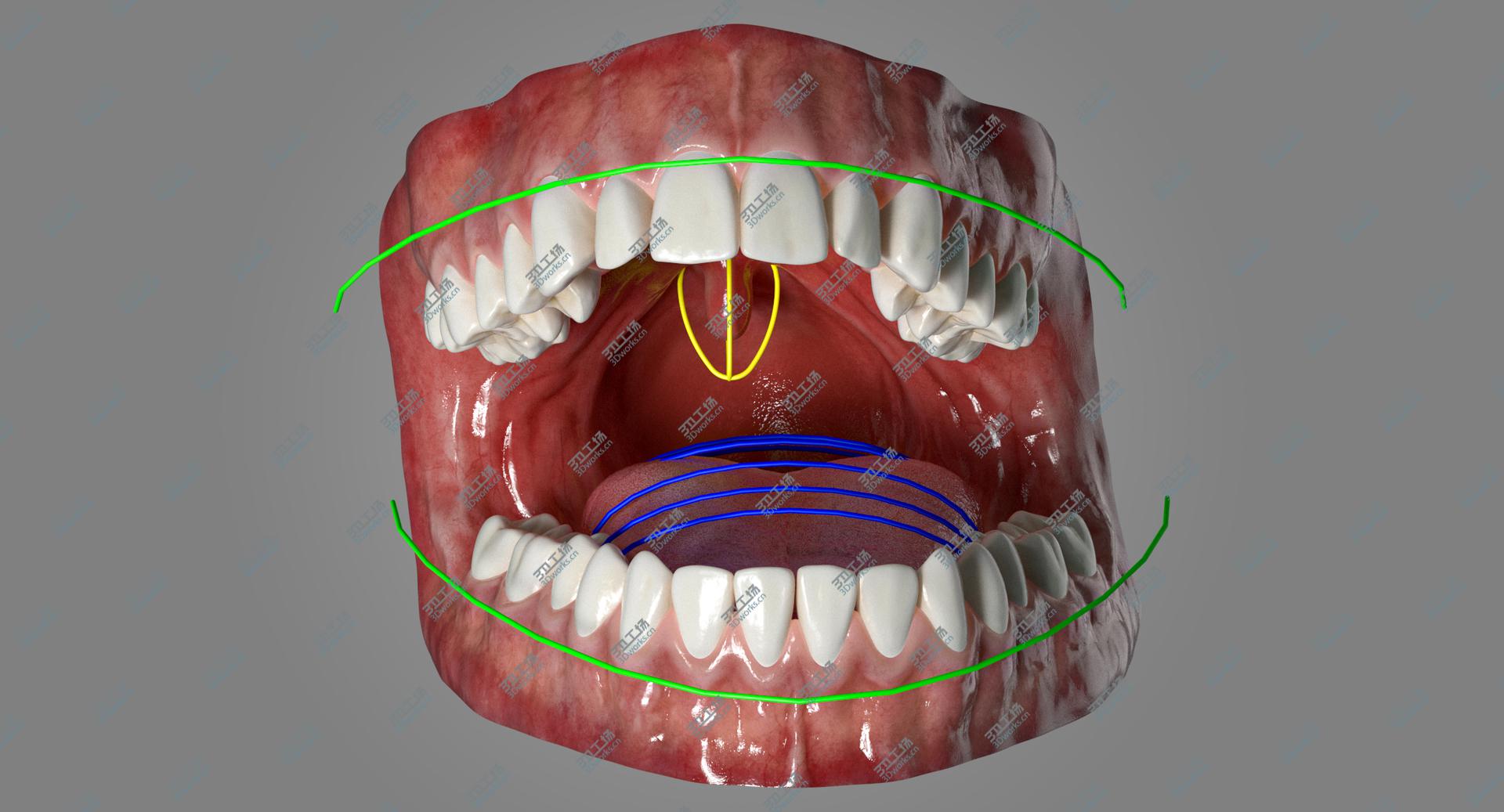 images/goods_img/202105073/Human Mouth With Tongue Rigged 3D model/5.jpg